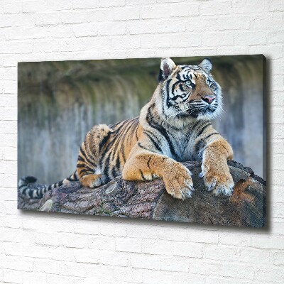 Foto quadro su tela Tigre