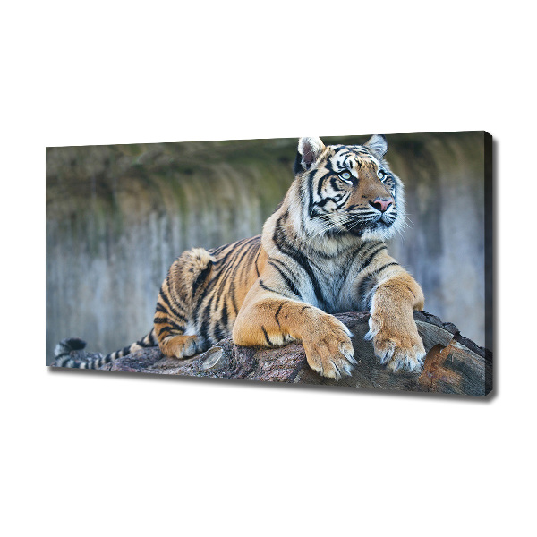 Foto quadro su tela Tigre