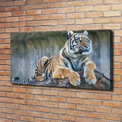 Foto quadro su tela Tigre