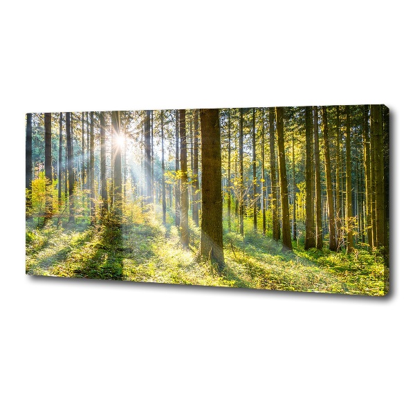 Quadro su tela Foresta al sole