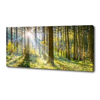 Quadro su tela Foresta al sole