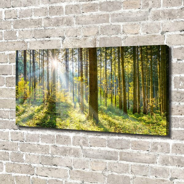 Quadro su tela Foresta al sole