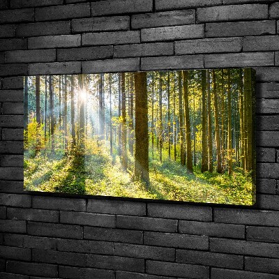 Quadro su tela Foresta al sole