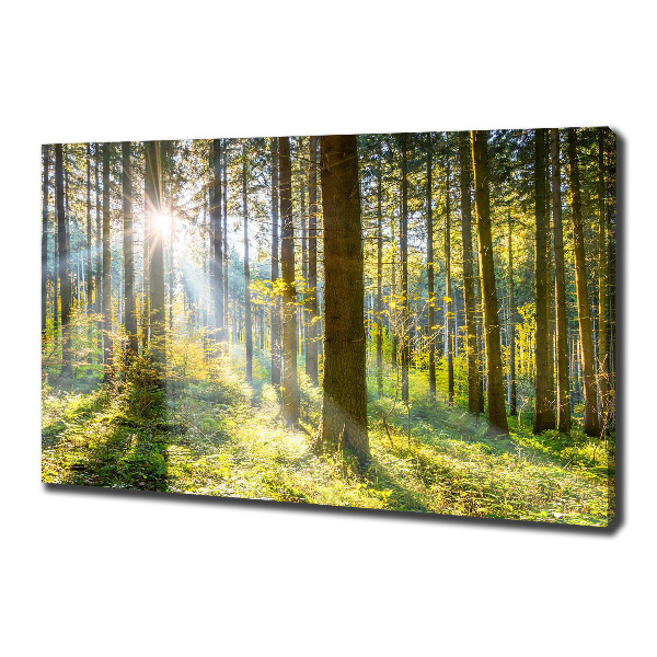 Quadro su tela Foresta al sole