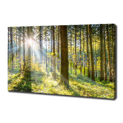 Quadro su tela Foresta al sole
