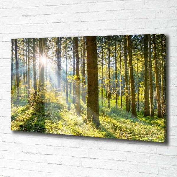 Quadro su tela Foresta al sole