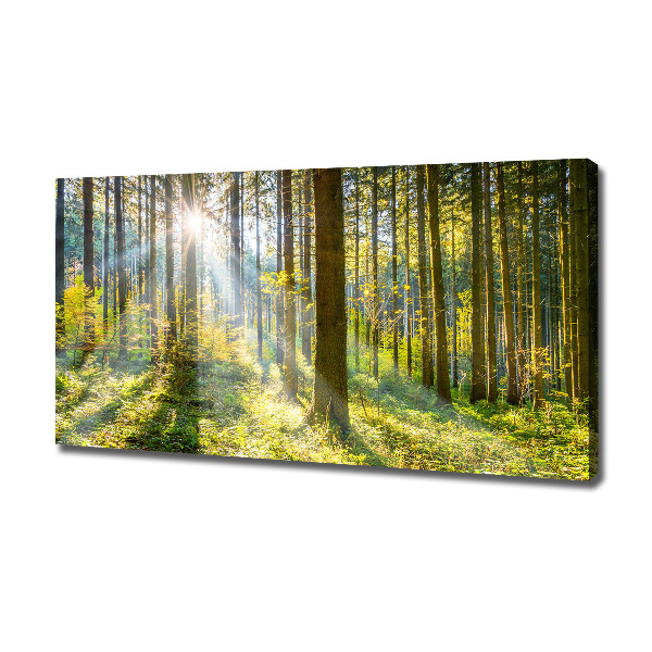 Quadro su tela Foresta al sole