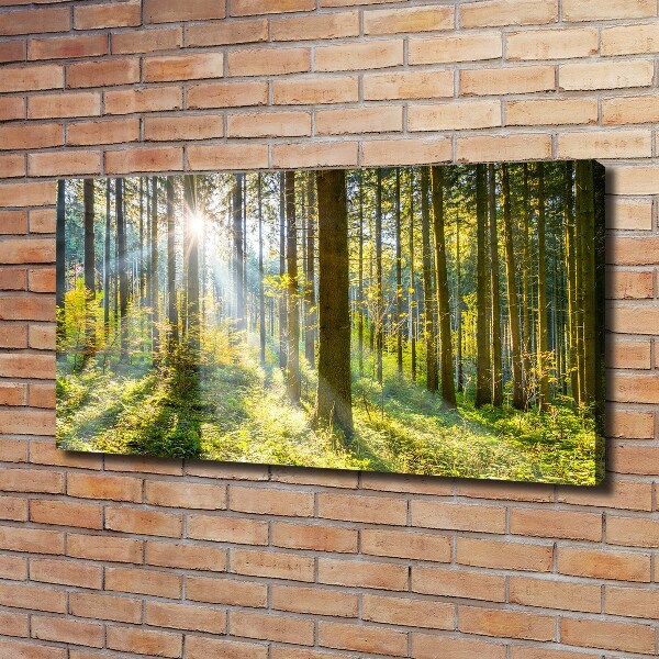 Quadro su tela Foresta al sole