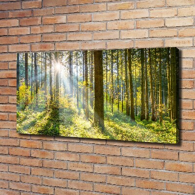 Quadro su tela Foresta al sole