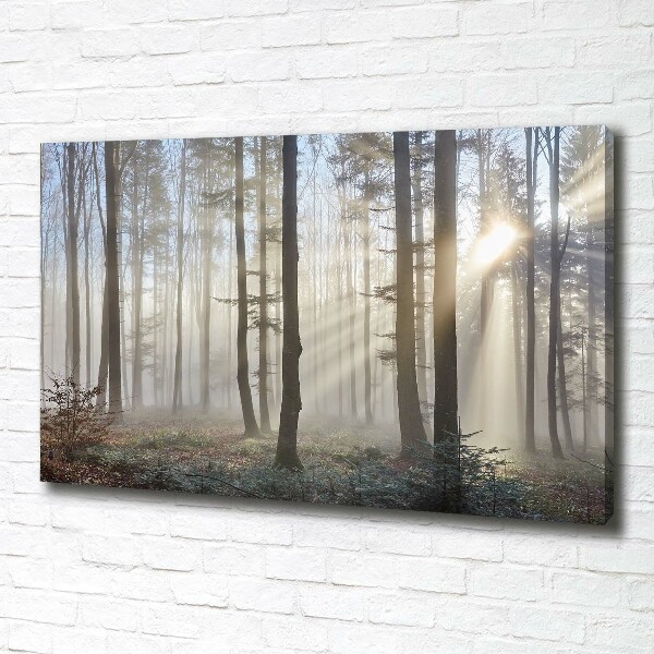 Quadro su tela Nebbia nella foresta