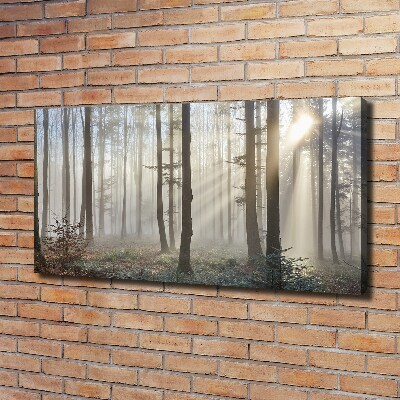 Quadro su tela Nebbia nella foresta