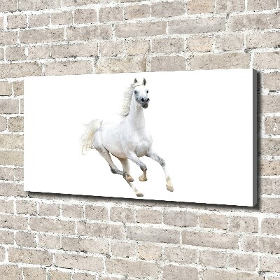 Quadro stampa su tela Cavallo arabo bianco