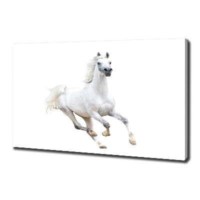 Quadro stampa su tela Cavallo arabo bianco