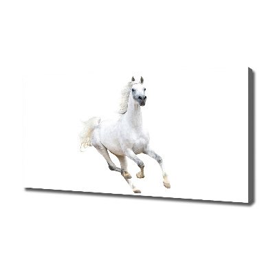 Quadro stampa su tela Cavallo arabo bianco