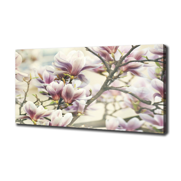 Foto quadro su tela Magnolia
