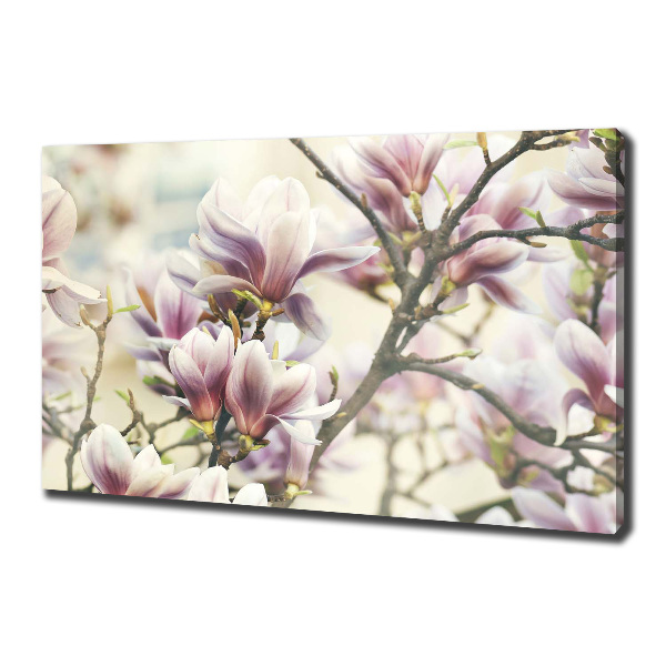 Foto quadro su tela Magnolia
