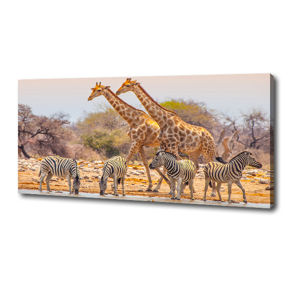 Foto quadro su tela Giraffe e zebre