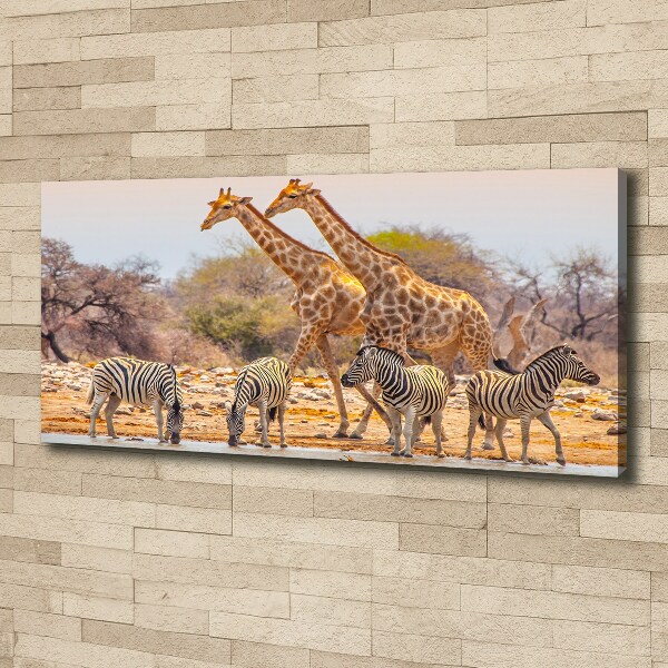 Foto quadro su tela Giraffe e zebre