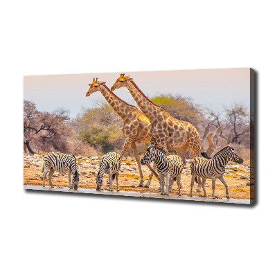Foto quadro su tela Giraffe e zebre