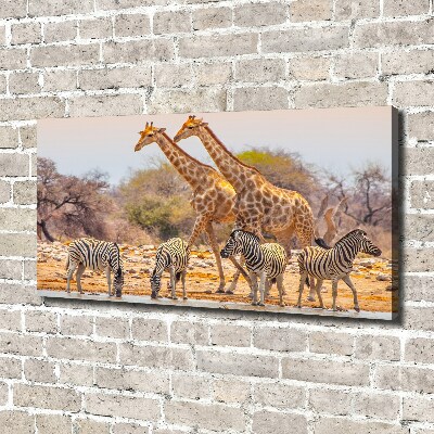 Foto quadro su tela Giraffe e zebre