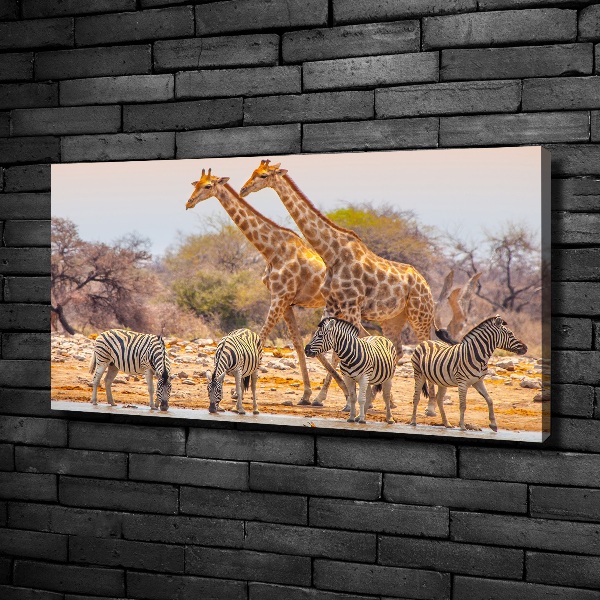 Foto quadro su tela Giraffe e zebre