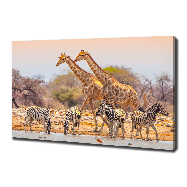 Foto quadro su tela Giraffe e zebre