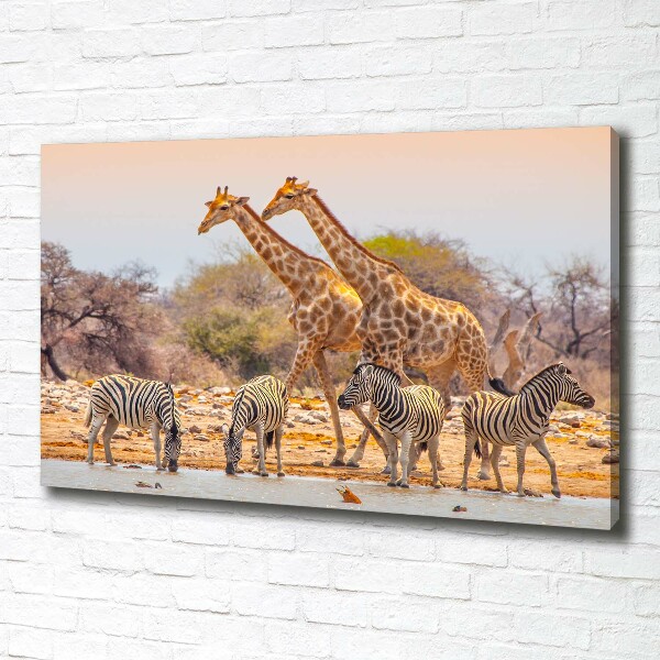 Foto quadro su tela Giraffe e zebre