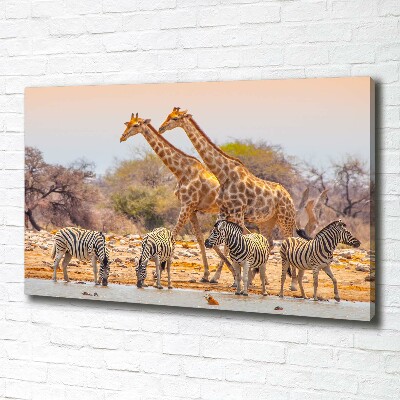 Foto quadro su tela Giraffe e zebre
