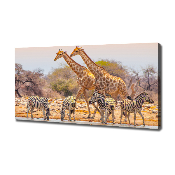Foto quadro su tela Giraffe e zebre