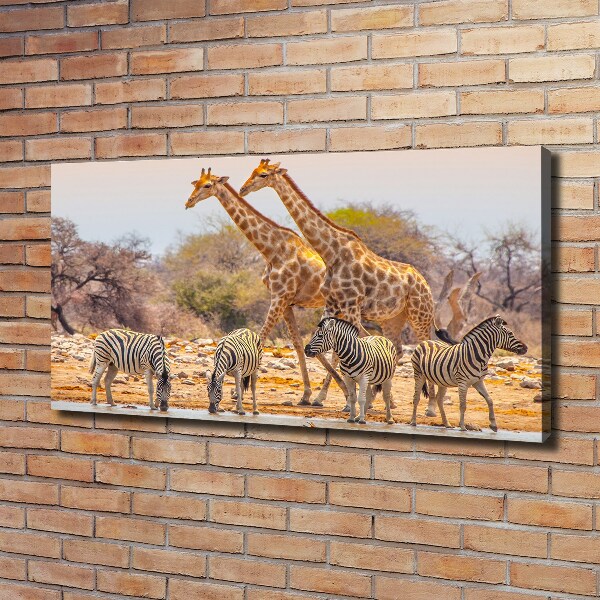 Foto quadro su tela Giraffe e zebre