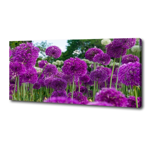 Foto quadro su tela Fiori d'aglio