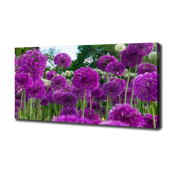 Foto quadro su tela Fiori d'aglio