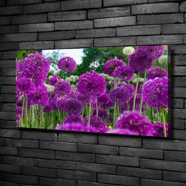 Foto quadro su tela Fiori d'aglio