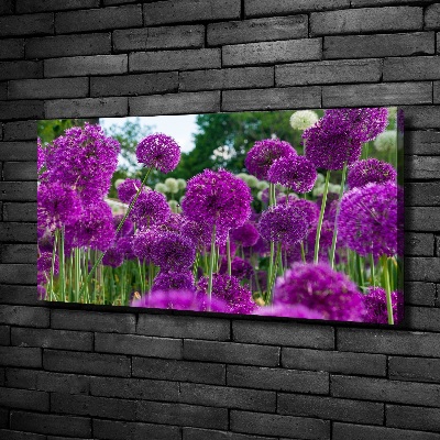 Foto quadro su tela Fiori d'aglio