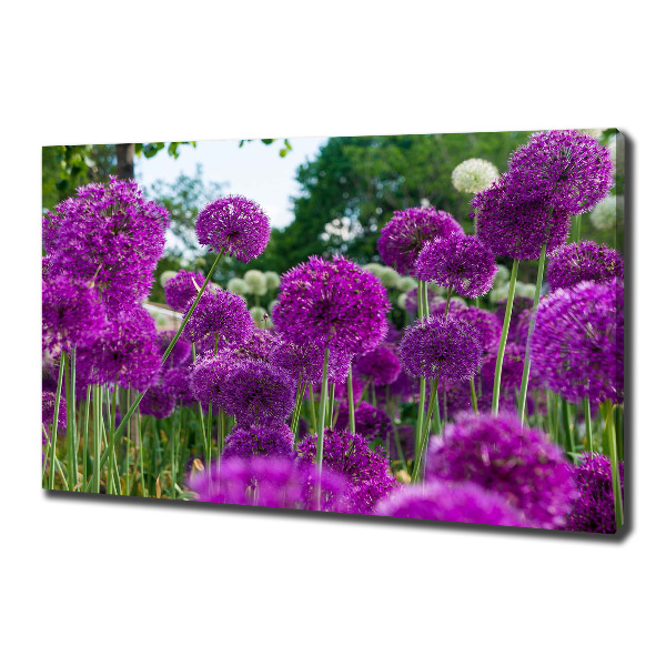 Foto quadro su tela Fiori d'aglio