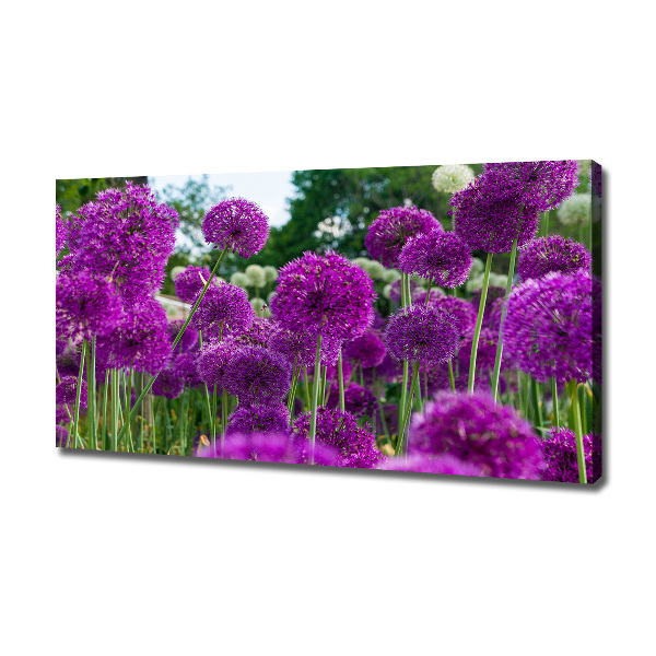 Foto quadro su tela Fiori d'aglio