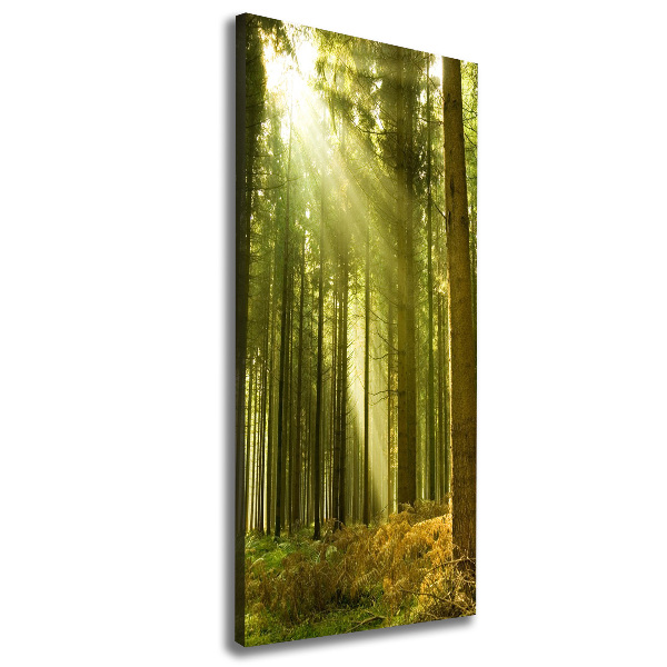 Quadro foto su tela verticale Il sole nella foresta