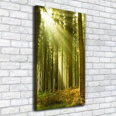 Quadro foto su tela verticale Il sole nella foresta