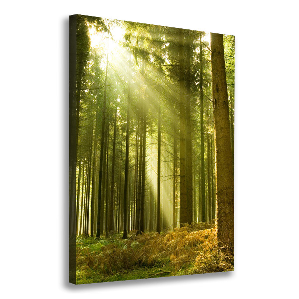 Quadro foto su tela verticale Il sole nella foresta