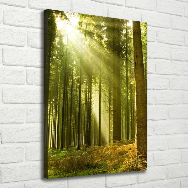 Quadro foto su tela verticale Il sole nella foresta