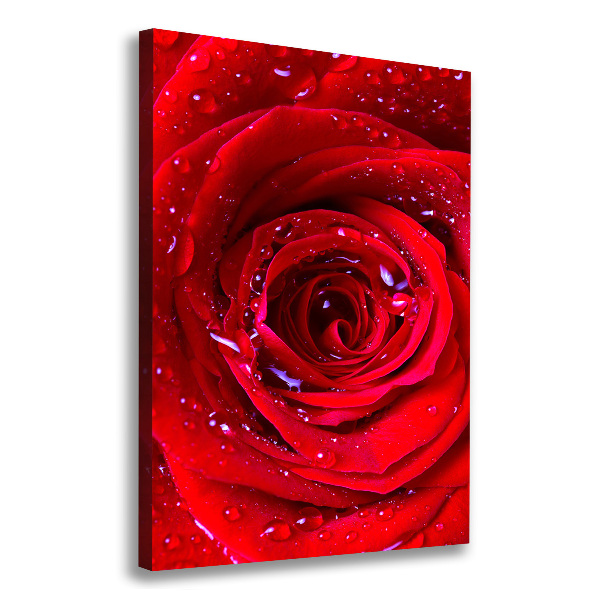 Quadro su tela canvas verticale Rosa rossa