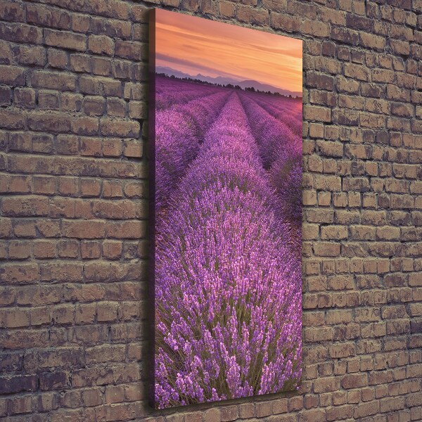 Quadro foto su tela verticale Campo di lavanda