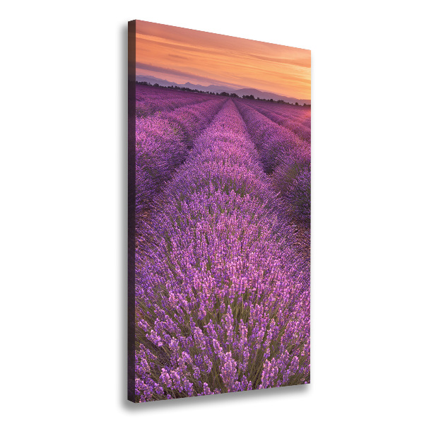 Quadro foto su tela verticale Campo di lavanda