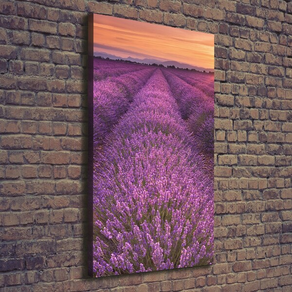 Quadro foto su tela verticale Campo di lavanda