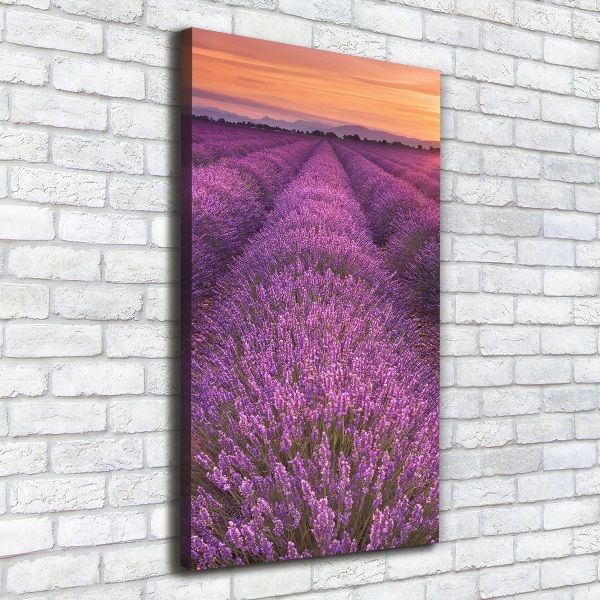 Quadro foto su tela verticale Campo di lavanda