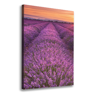 Quadro foto su tela verticale Campo di lavanda