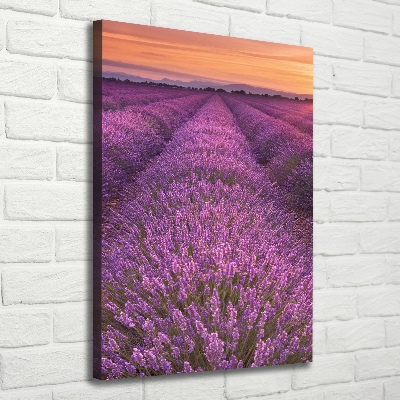 Quadro foto su tela verticale Campo di lavanda