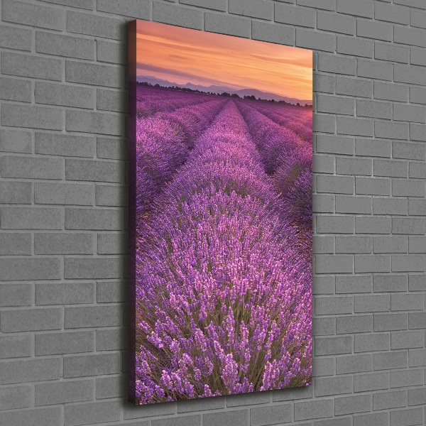 Quadro foto su tela verticale Campo di lavanda