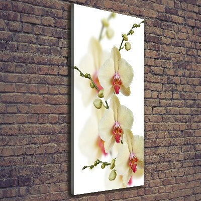 Quadro foto su tela verticale Orchidea