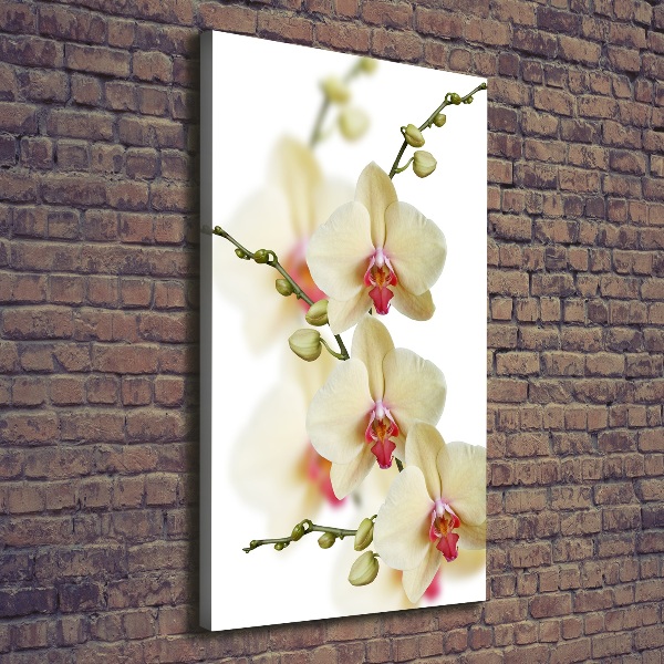 Quadro foto su tela verticale Orchidea